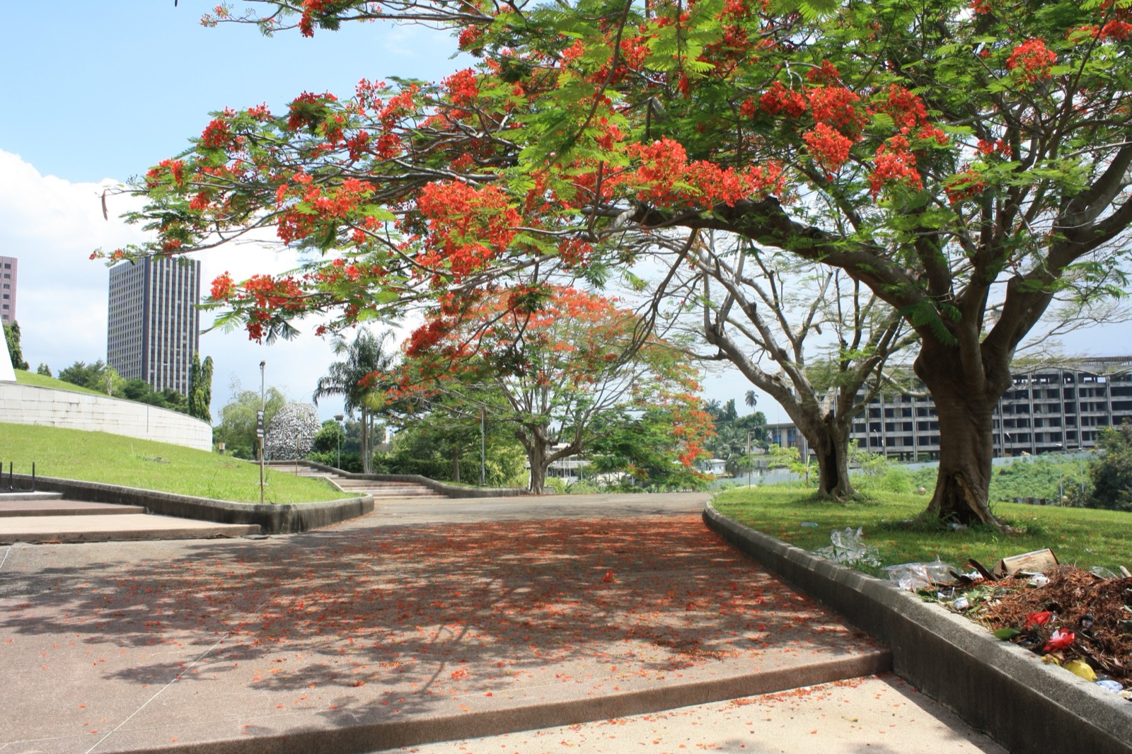 Flame trees along a walkway in Le Plateau, Abidjan